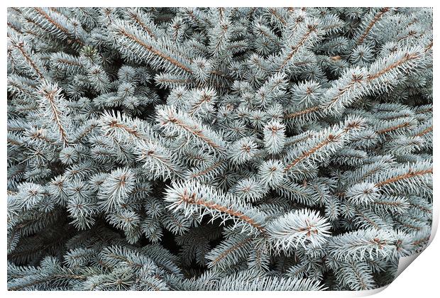 Blue spruce branch close-up, natura new year background Print by Tartalja 
