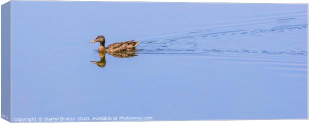 Duck on Mirror Lake Canvas Print by Darryl Brooks