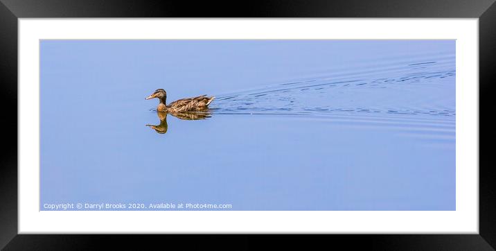 Duck on Mirror Lake Framed Mounted Print by Darryl Brooks