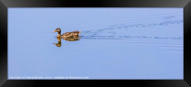 Duck on Mirror Lake Framed Print by Darryl Brooks