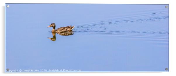 Duck on Mirror Lake Acrylic by Darryl Brooks