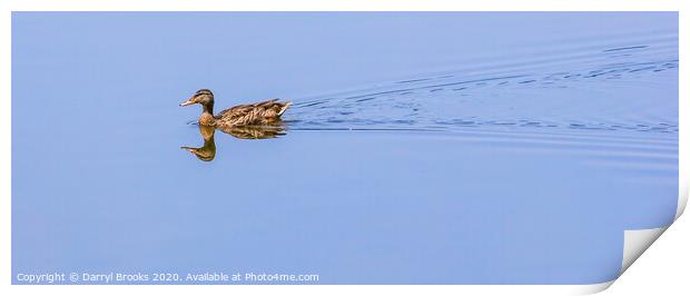 Duck on Mirror Lake Print by Darryl Brooks