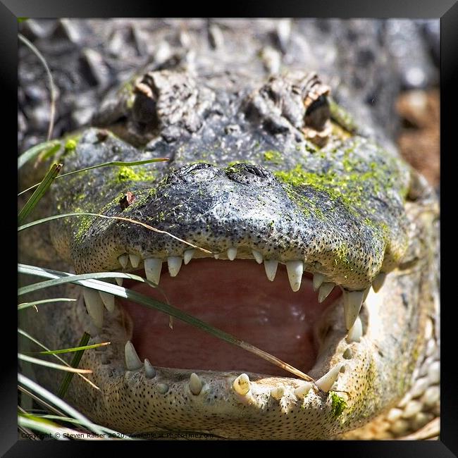 American Alligator, Smithsonian National Zoo, USA Framed Print by Steven Ralser