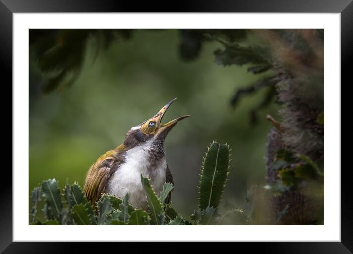 A small bird sitting on a branch Framed Mounted Print by Pete Evans