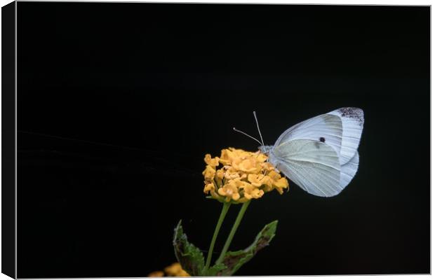 Cabbage White Butterfly Canvas Print by Pete Evans