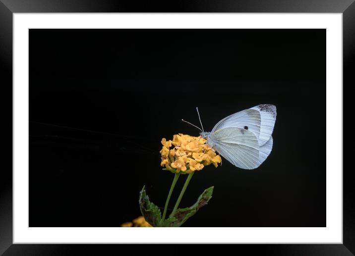 Cabbage White Butterfly Framed Mounted Print by Pete Evans