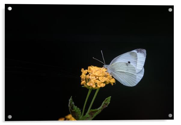 Cabbage White Butterfly Acrylic by Pete Evans