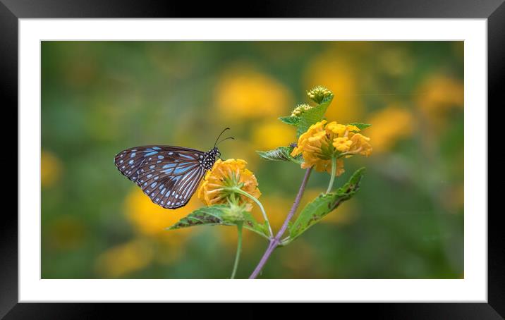 Blue Tiger Butterfly Framed Mounted Print by Pete Evans