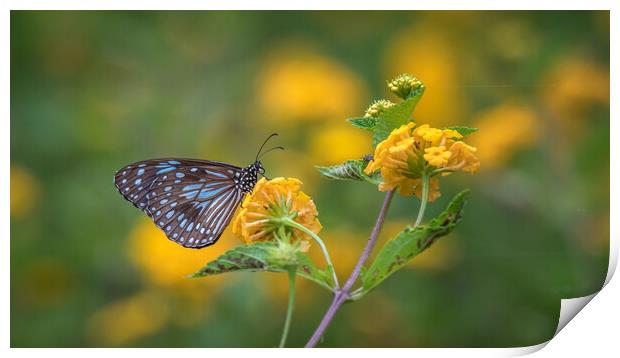 Blue Tiger Butterfly Print by Pete Evans