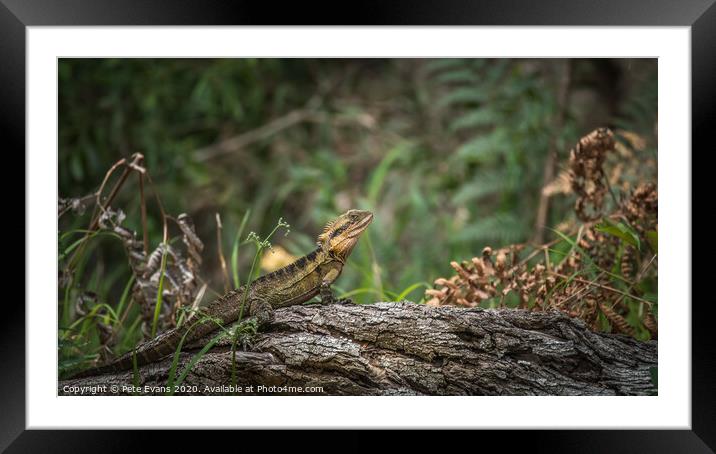 Water Dragon Framed Mounted Print by Pete Evans