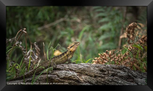 Water Dragon Framed Print by Pete Evans
