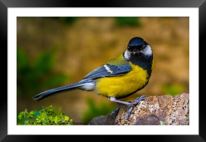 Great Tit on the Rocks Framed Mounted Print by Paddy Art
