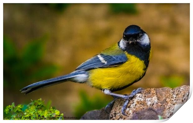 Great Tit on the Rocks Print by Paddy Art