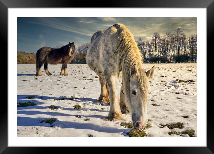 Winter Grazing snow scene Framed Mounted Print by Richard Downs