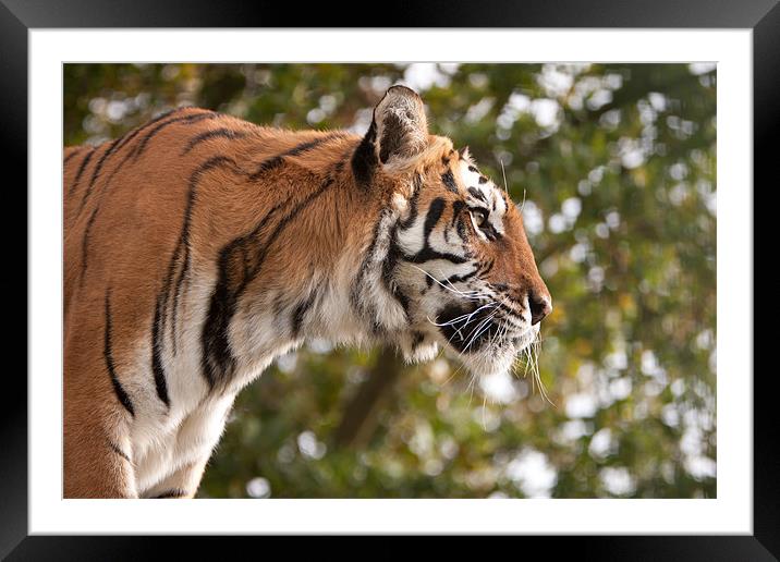 Lookout point - Tiger Framed Mounted Print by Simon Wrigglesworth