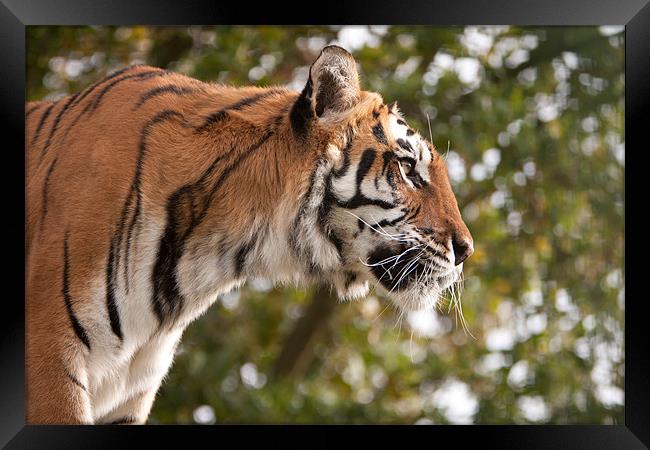 Lookout point - Tiger Framed Print by Simon Wrigglesworth