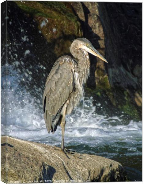 Great Blue Heron By The Water Canvas Print by Gary Barratt