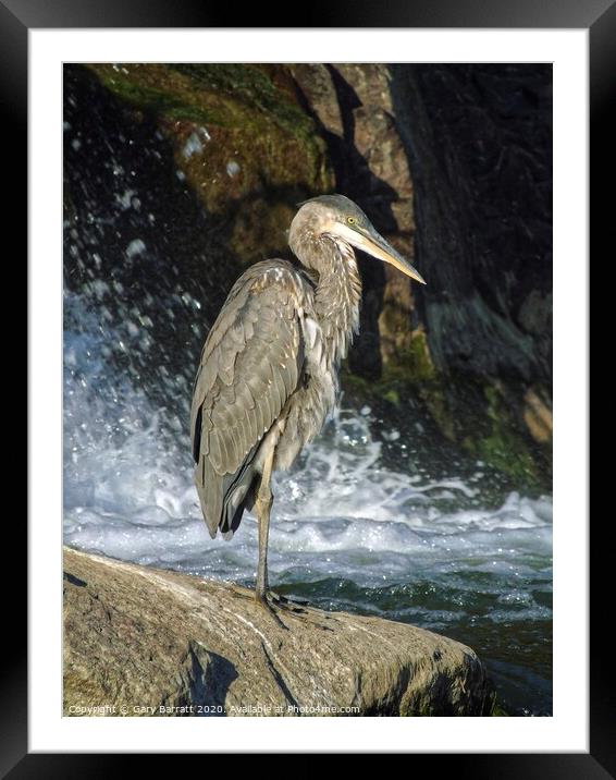 Great Blue Heron By The Water Framed Mounted Print by Gary Barratt