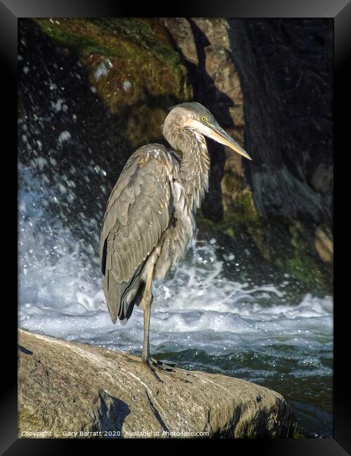Great Blue Heron By The Water Framed Print by Gary Barratt