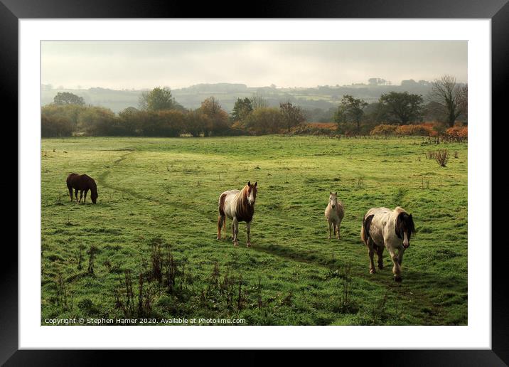 Majestic Gypsy Cobs Framed Mounted Print by Stephen Hamer