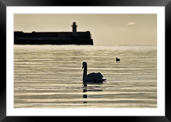 Swan Framed Mounted Print by Sam Smith