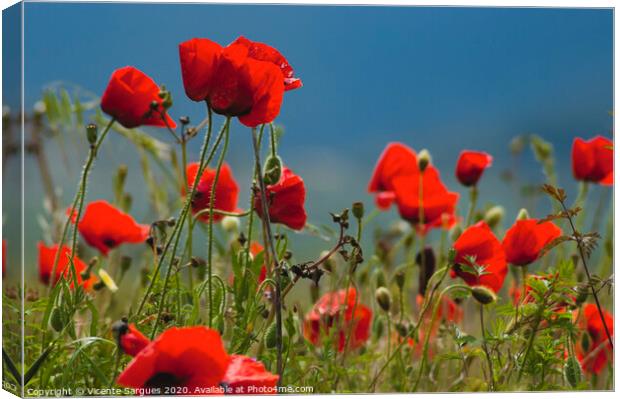 Poppies at ground level Canvas Print by Vicente Sargues