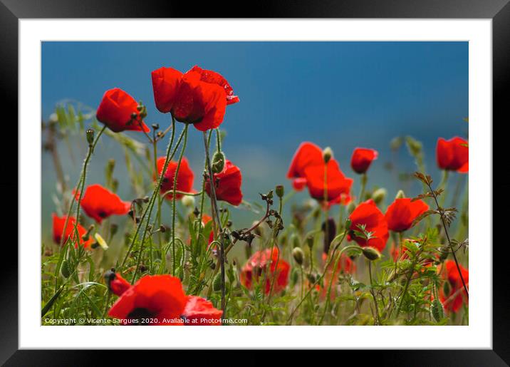 Poppies at ground level Framed Mounted Print by Vicente Sargues