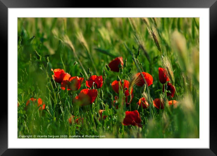 Group of poppies among the grass Framed Mounted Print by Vicente Sargues