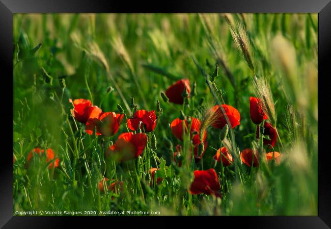 Group of poppies among the grass Framed Print by Vicente Sargues