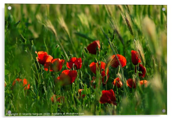 Group of poppies among the grass Acrylic by Vicente Sargues
