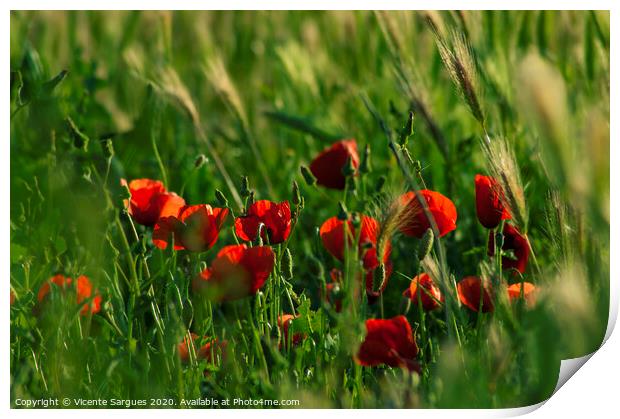 Group of poppies among the grass Print by Vicente Sargues