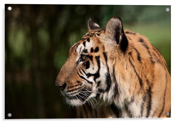 A sideways glance - Tiger Acrylic by Simon Wrigglesworth