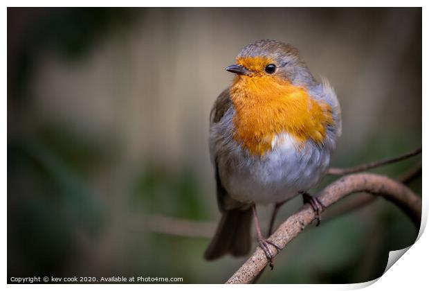 Robin resting Print by kevin cook
