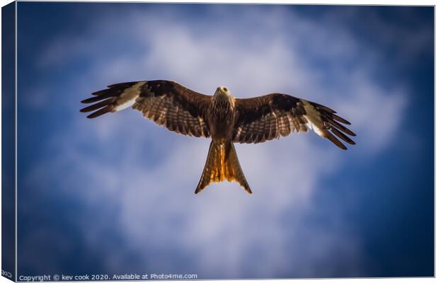 Red Kite Canvas Print by kevin cook