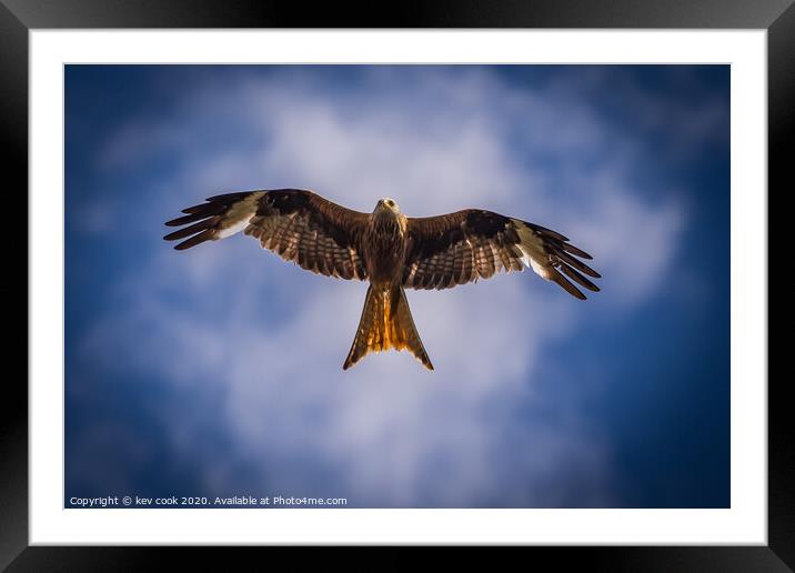 Red Kite Framed Mounted Print by kevin cook
