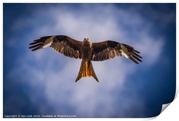 Red Kite Print by kevin cook