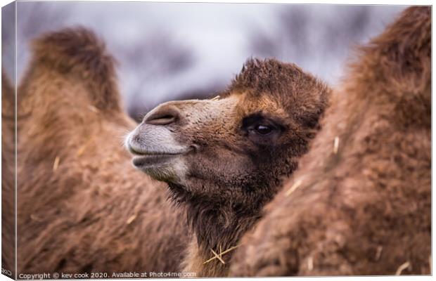 A close up of a camel that is looking at the camera Canvas Print by kevin cook