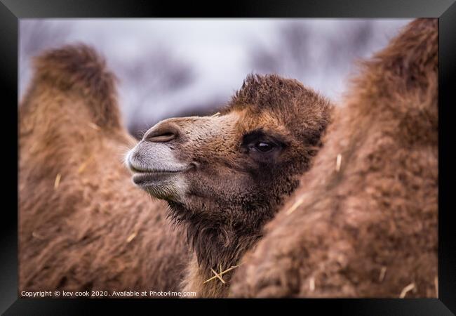 A close up of a camel that is looking at the camera Framed Print by kevin cook