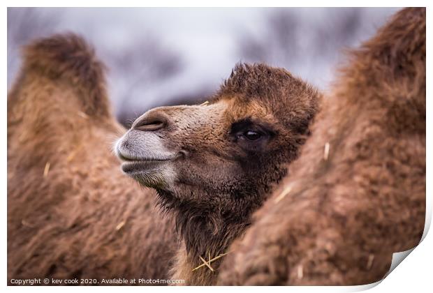 A close up of a camel that is looking at the camera Print by kevin cook