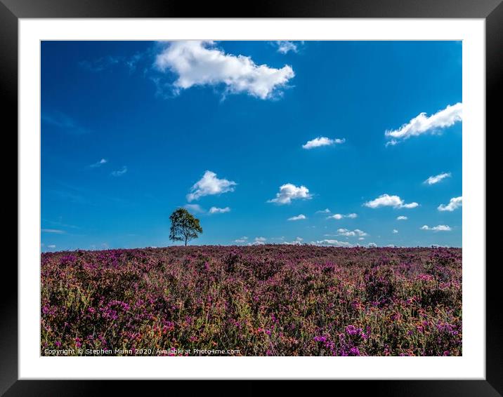 New Forest Heather Framed Mounted Print by Stephen Munn