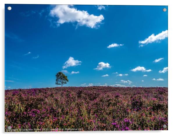 New Forest Heather Acrylic by Stephen Munn