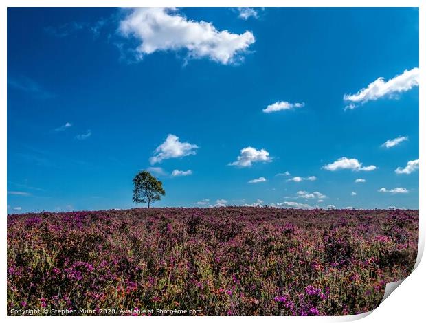 New Forest Heather Print by Stephen Munn