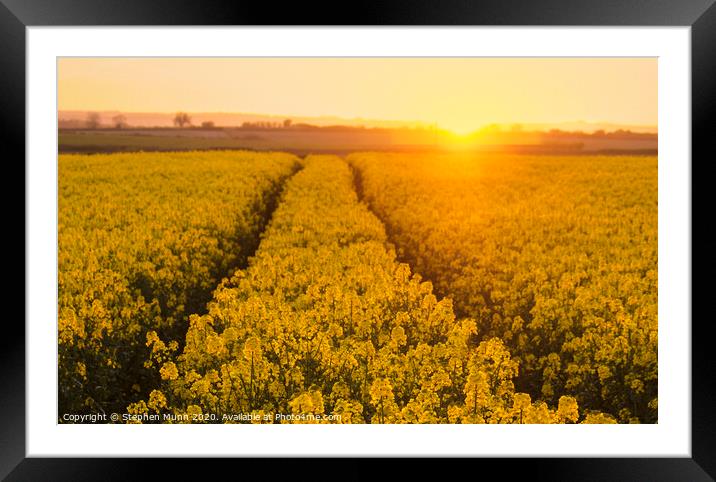 Sunset over rapeseed field, Cranborne Chase, Dorset Framed Mounted Print by Stephen Munn