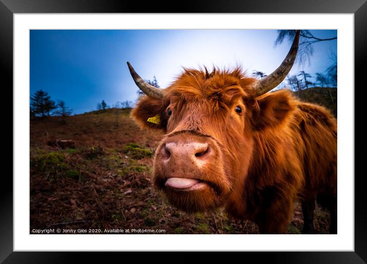 Highland Cow  Framed Mounted Print by Jonny Gios