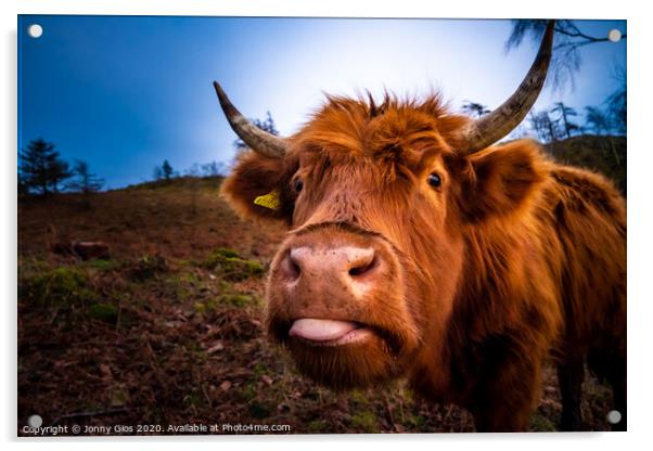 Highland Cow  Acrylic by Jonny Gios