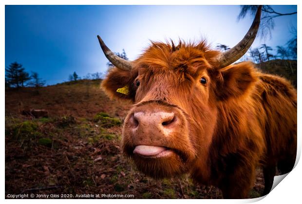 Highland Cow  Print by Jonny Gios
