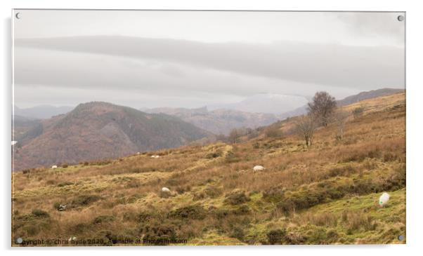 Welsh Mountain Sheep Acrylic by chris hyde