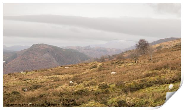 Welsh Mountain Sheep Print by chris hyde