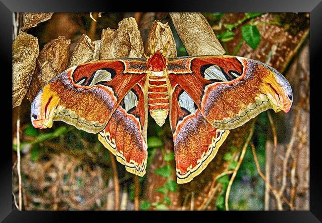 Atlas Moth Framed Print by Michael Smith