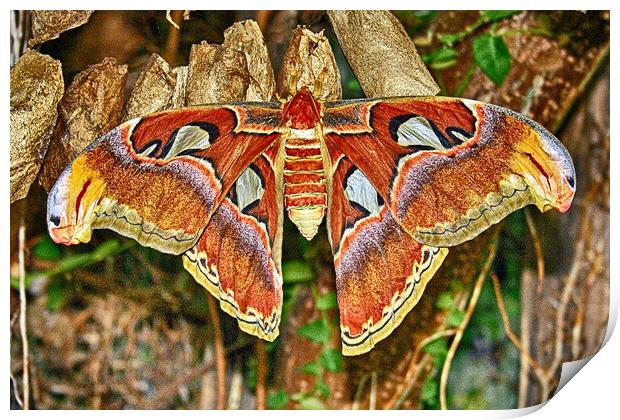 Atlas Moth Print by Michael Smith